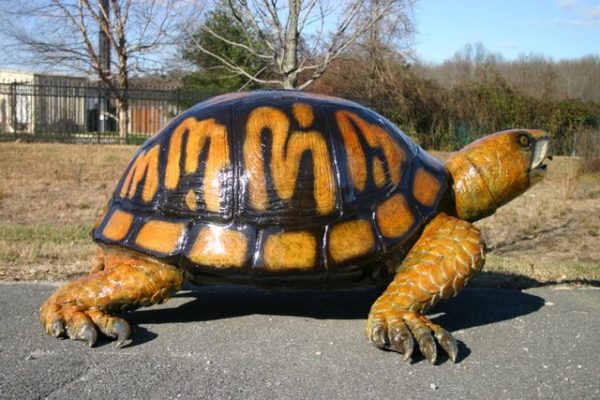 Bronze Box Turtle (Large)