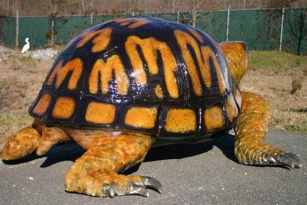 Bronze Box Turtle (Large)
