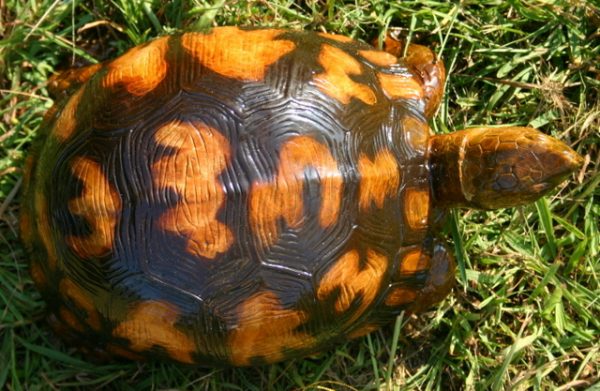 Bronze Box Turtle (Small)