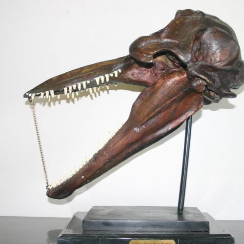 Bronze Bottle Nose Dolphin Skull Fossil Marble Base