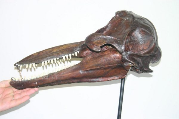Bronze Bottle Nose Dolphin Skull Fossil Marble Base
