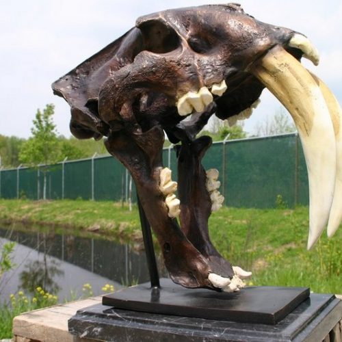 Saber Toothed Tiger Skull Fossil Casting