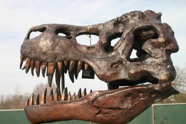 T-Rex Dinosaur Fossil Skull