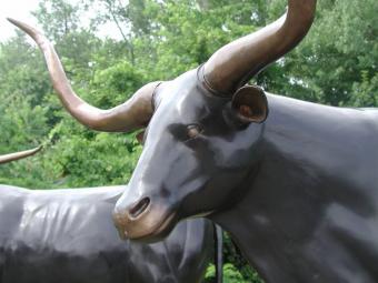 Texas Longhorn Steer (Head Straight)