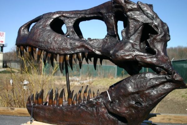 T-Rex Dinosaur Fossil Skull Large